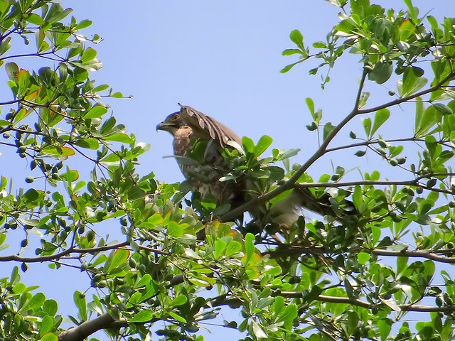鳳頭蒼鷹/無限台南