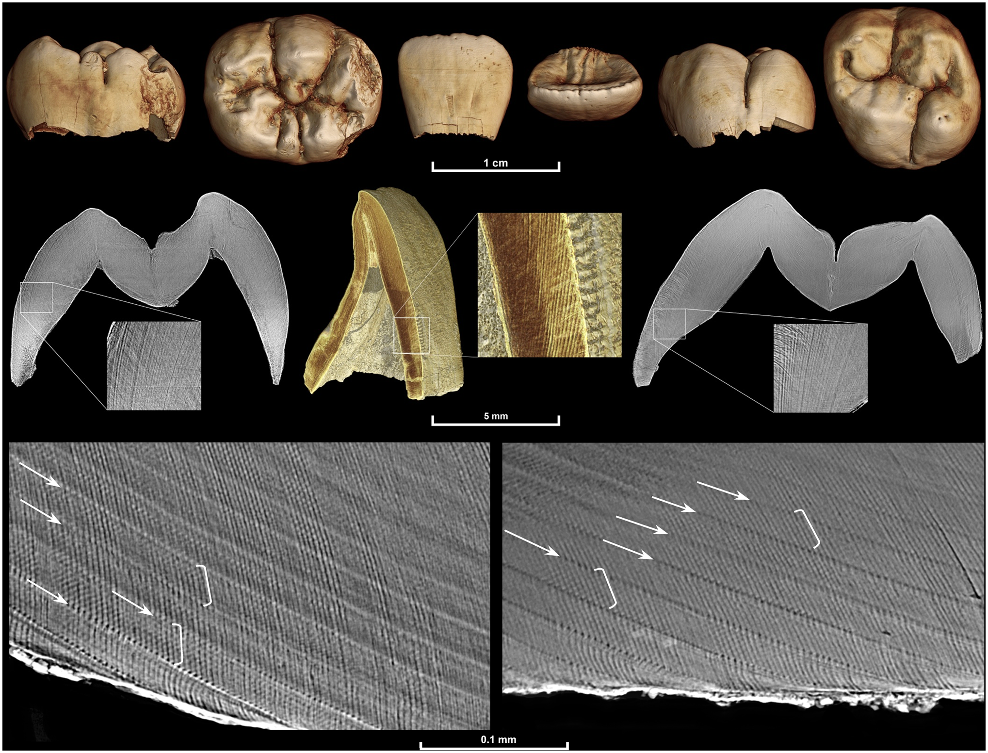 Fig 1. Multiscale synchrotron imaging of a fossil Homo juvenile individual.
