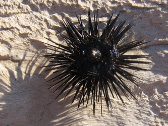 Sea Urchin Anatomy Labeled
