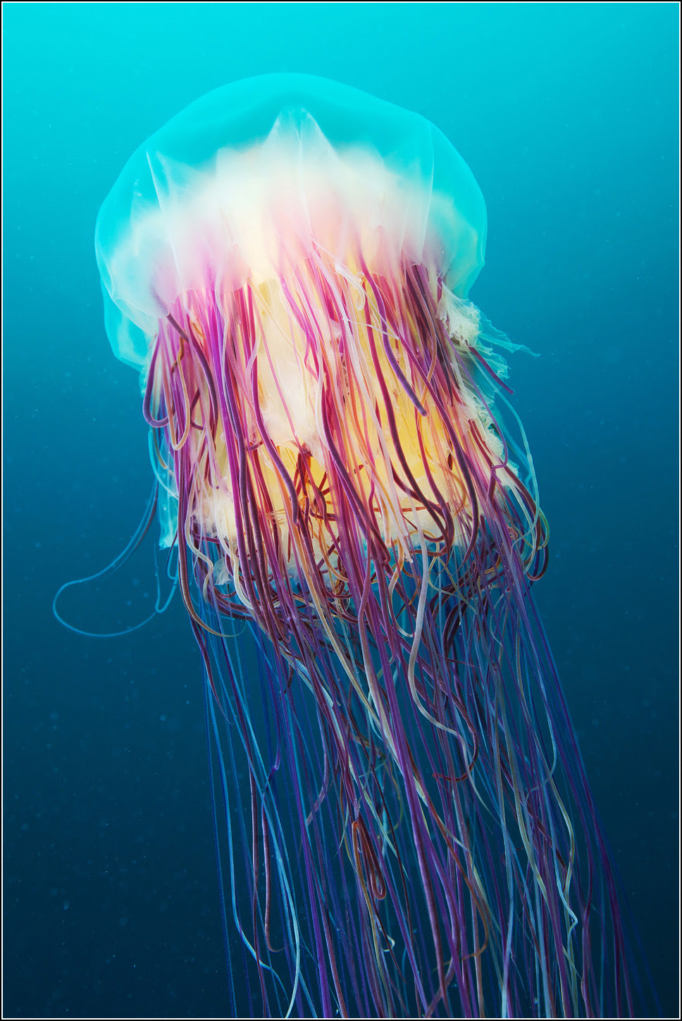 Aquatilis Expedition