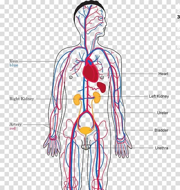 What Organs Are Part Of The Circulatory System