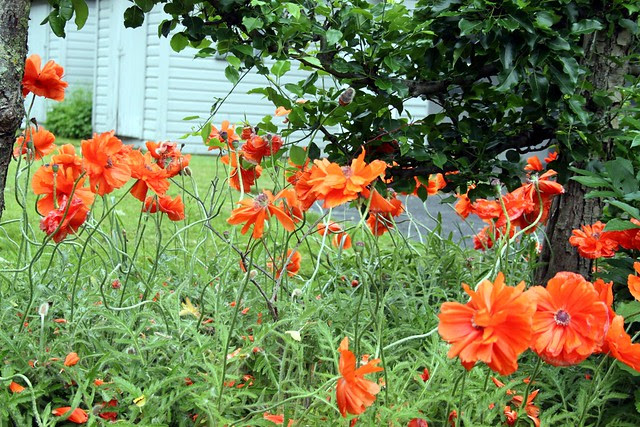 Poppies -- too late!