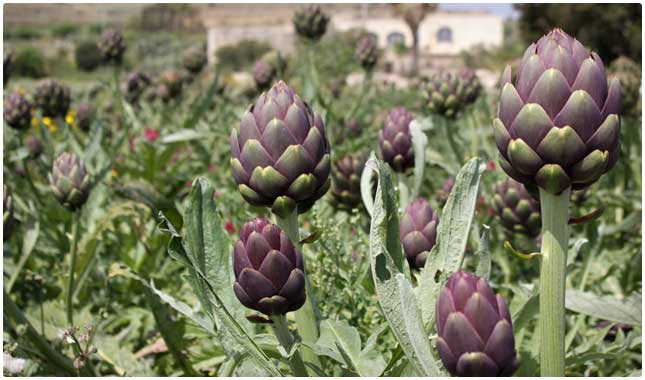 artichokes