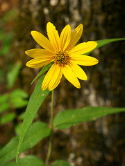 Yellow Flower, remix