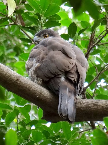 鳳頭蒼鷹/無限台南