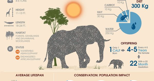 Handbook: A WikiGraphic About Elephants From Behance | If youre new to
