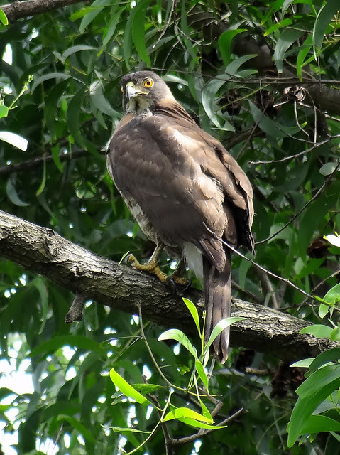 鳳頭蒼鷹/無限台南
