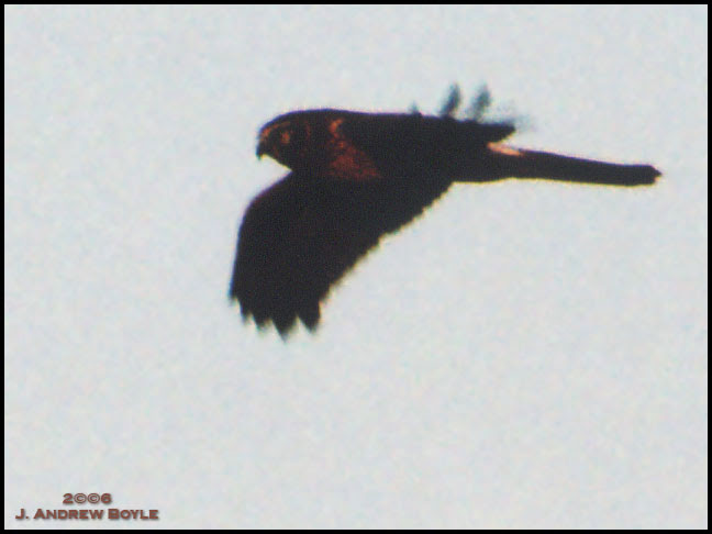 Northern Harrier