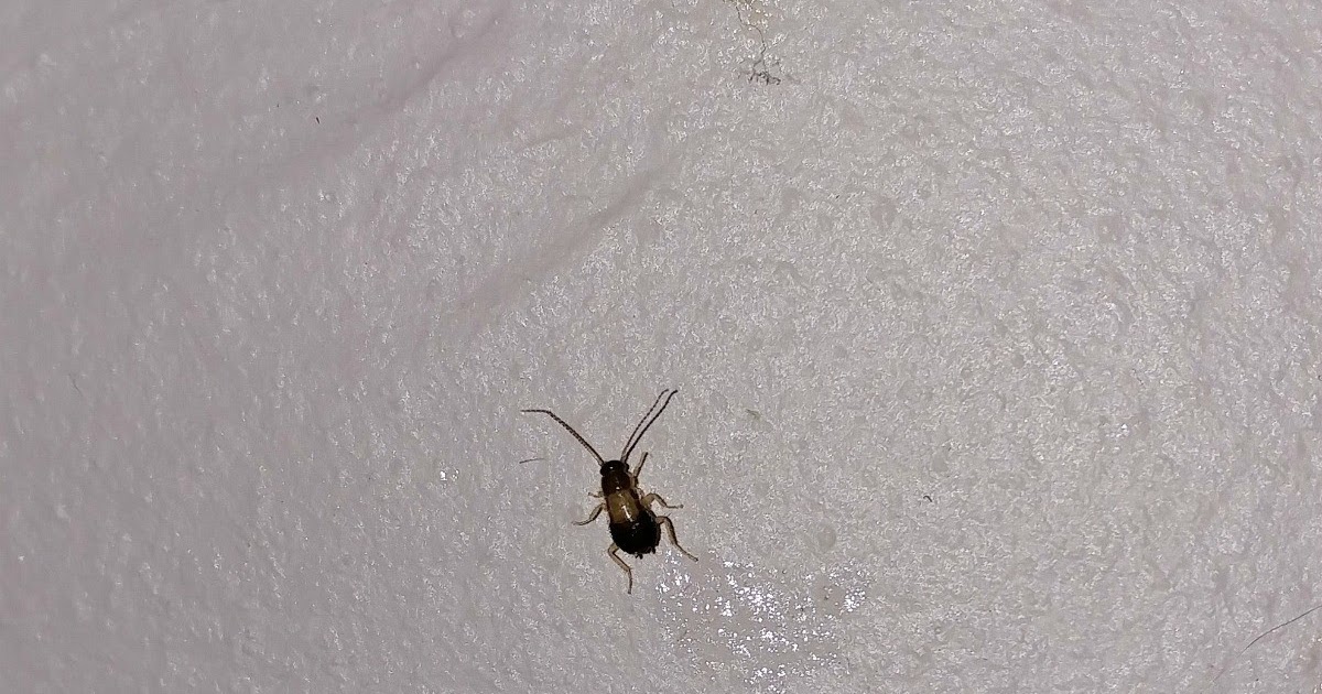 tiny bugs around bathroom sinks