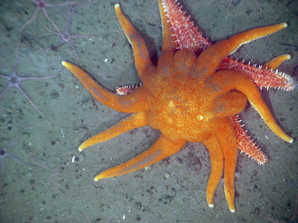 The sun star Solaster dawsoni attacking the spiny red sea star Hippasteria spinosa