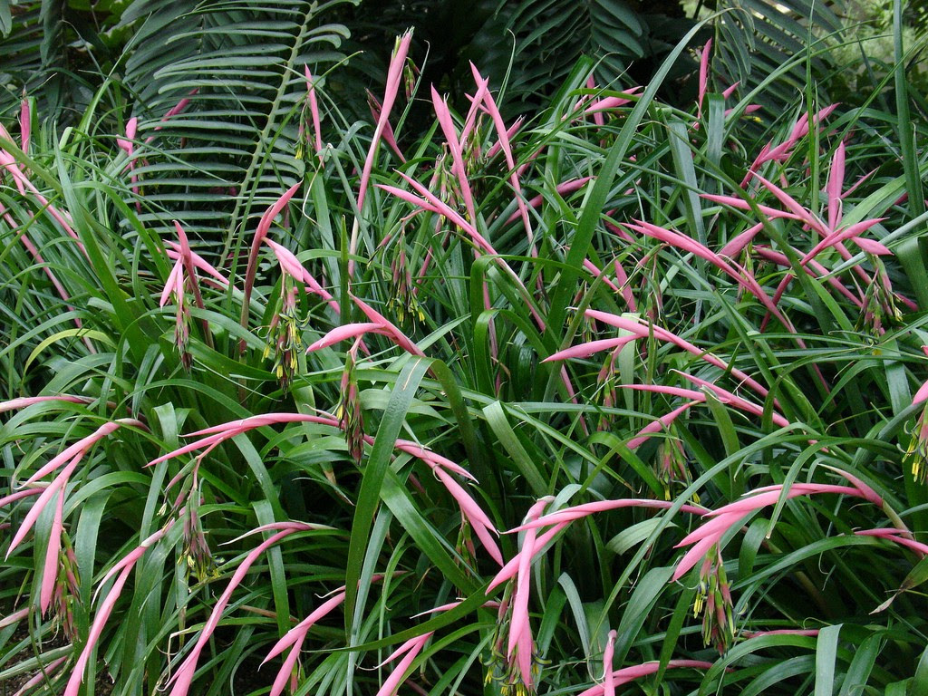 Are Bromeliads Toxic To Cats