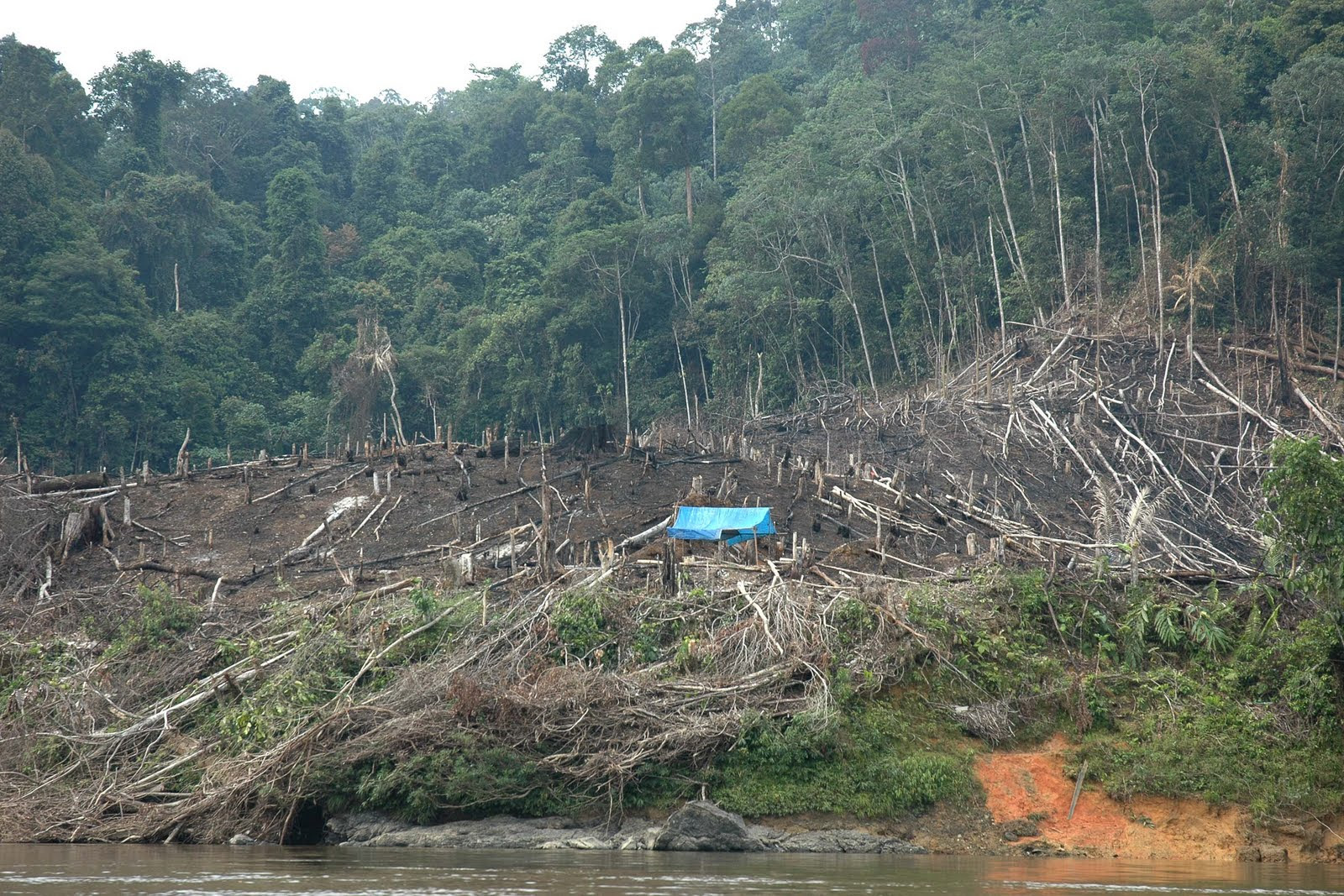 HUTAN DIBABAT untuk bercocok tanam BLOG IRWANTO FORESTER HUTAN DIBABAT untuk bercocok tanam BLOG IRWANTO FORESTER