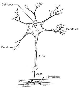 Animal Cell Model Diagram Project Parts Structure Labeled Coloring and