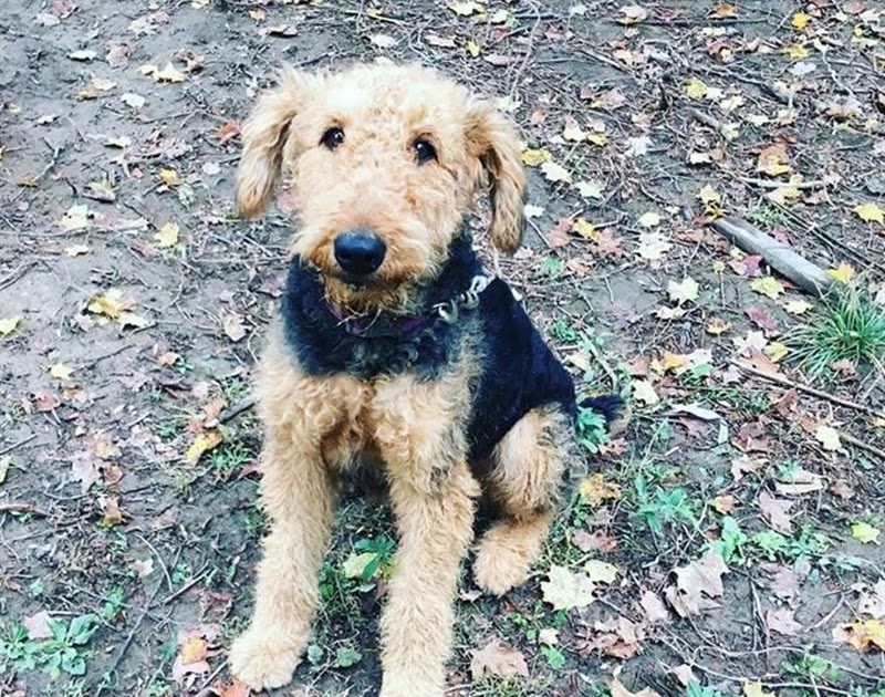 Airedale Puppies For Sale Ohio Puppies