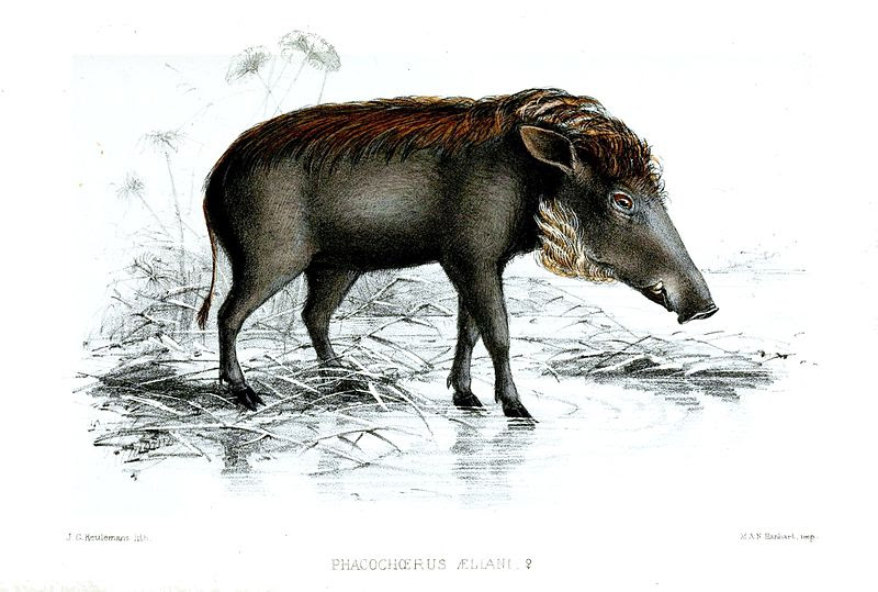 File:PhacochoerusAellaniKeulemans.jpg