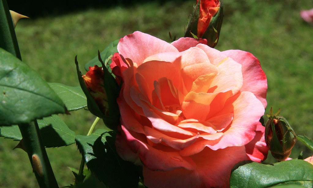 Rose at Robert Coats property Iron Bank