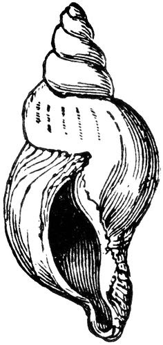 40+ Best Collections Conch Shell Drawing Step By Step | Creative Things
