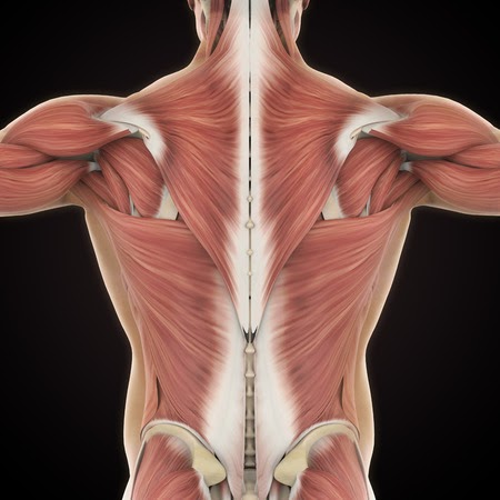 Back Muscles Anatomy : Muscles Of Back Simplified Epomedicine