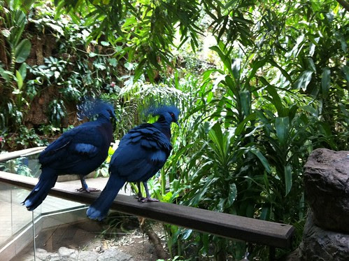 Winter at the Central Park Zoo