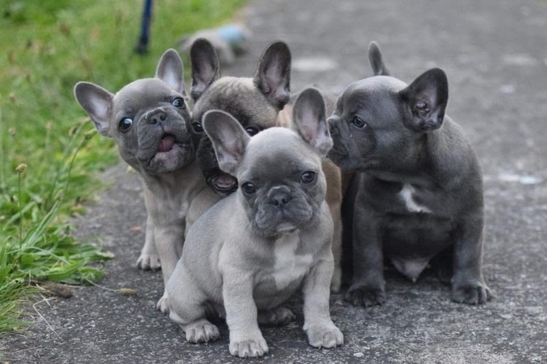 French Bulldog Puppies Colorado For Sale Puppies