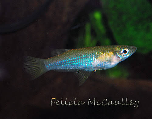 Alfaro culturatus Knife Livebearer female