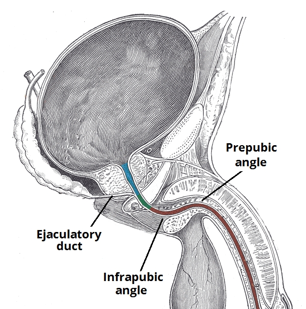 Parts Of Female Urethra / Urethral Sphincters Attachments Innervation