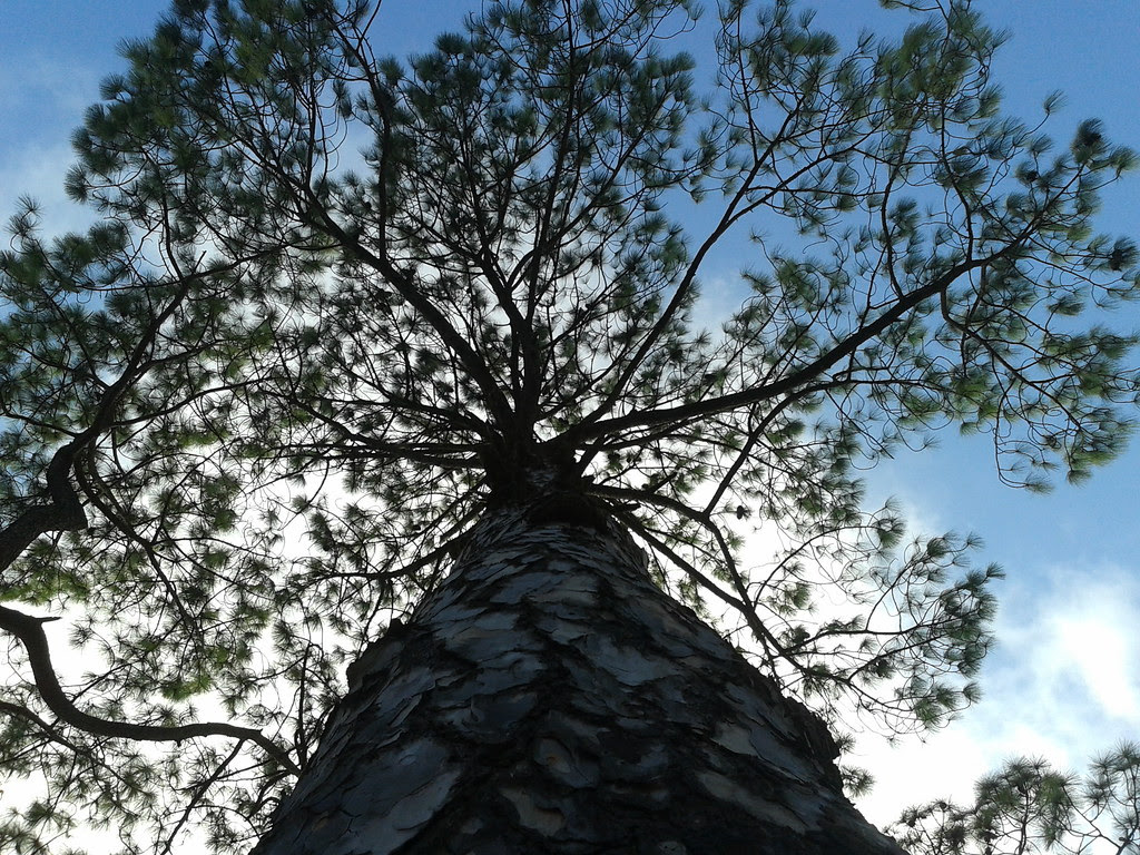 Chir pine tree, Lansdowne