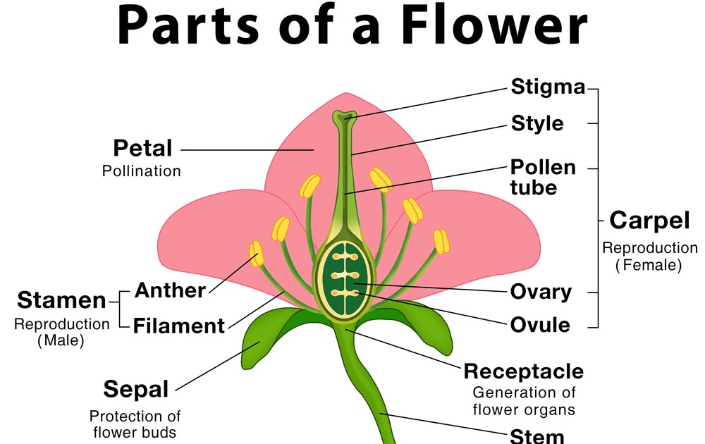 Male And Female Flower Parts Which Of The Following Is The Male