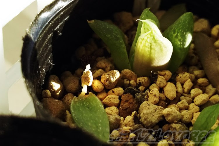 メル便：ハオルチア ナイルの一滴 鉢のまま 多肉植物+erfurtcourses.com