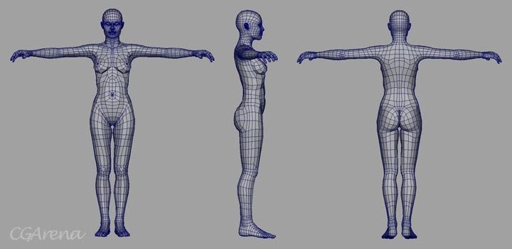 human body reference 3d