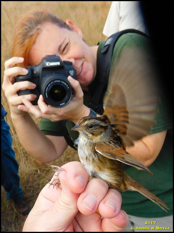 Swamp Sparrow Swamp Sparrow