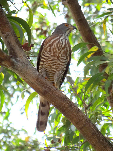 鳳頭蒼鷹/無限台南