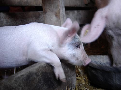 wilbur
