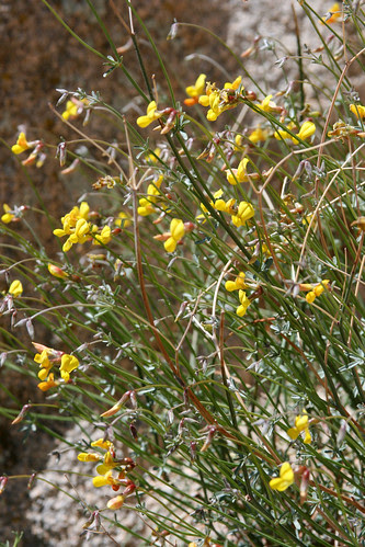 lotus rigidus