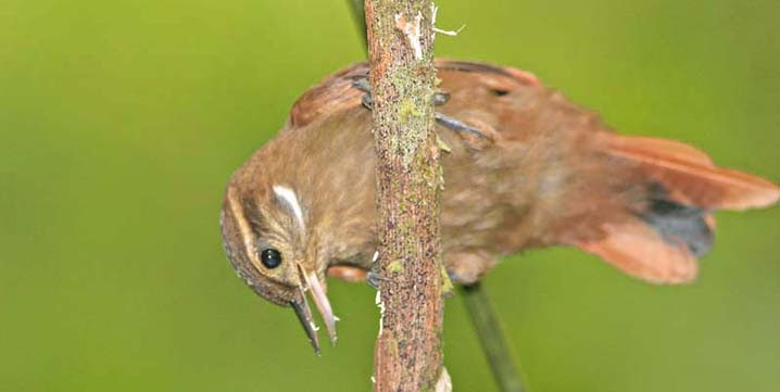 Pictures Of Animals That Start With X | Pictures of Nnature