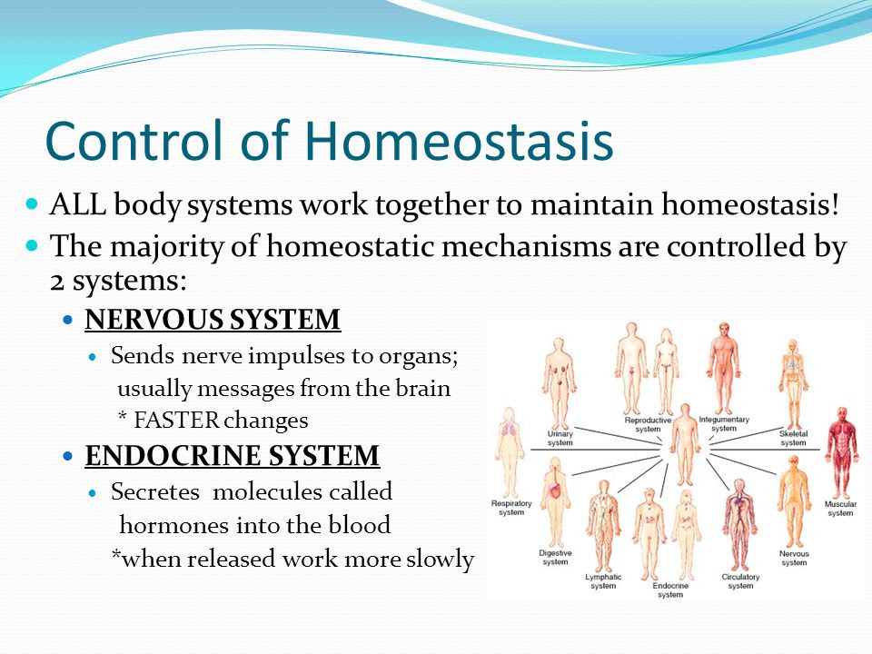 Endocrine System Maintain Homeostasis