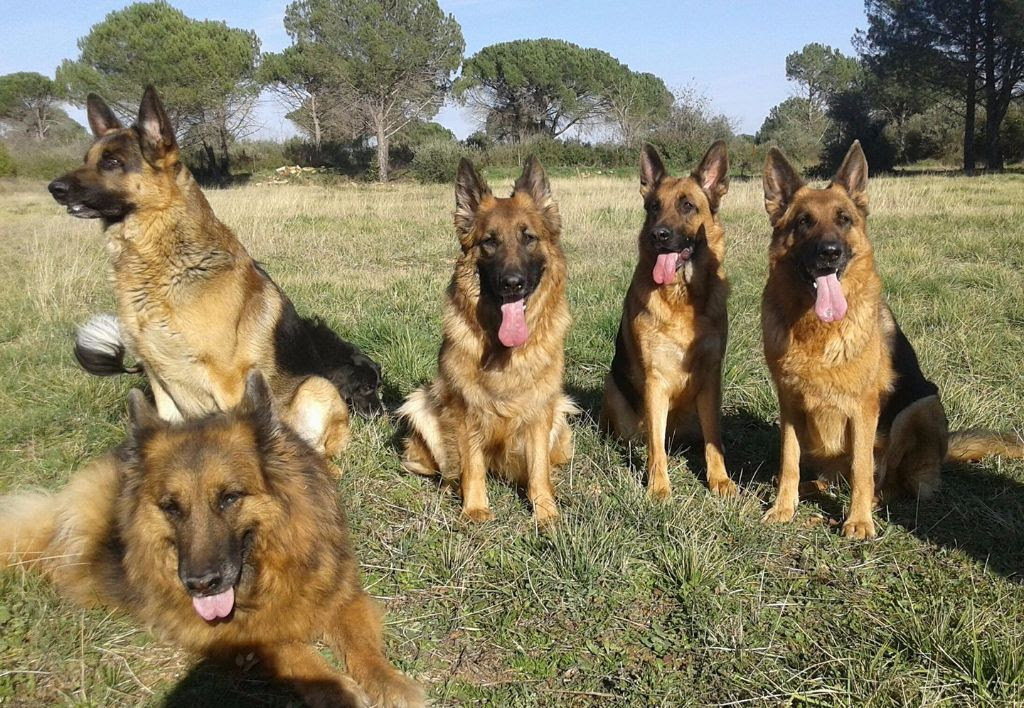 Résultat de recherche d'images pour "educadog a marsillargues"
