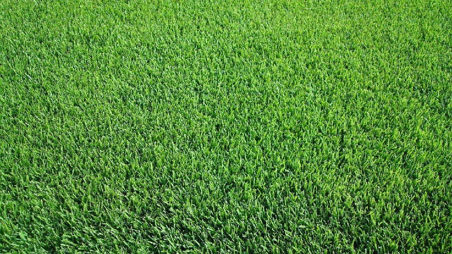 grantnsaipan: Jenis Rumput Untuk Taman Halaman Rumah