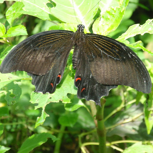 KL black butterfly