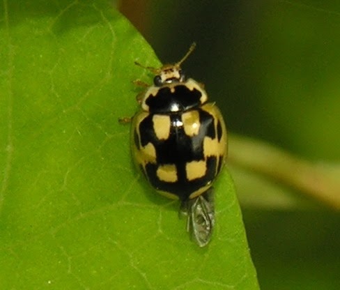 maycintadamayantixibb: Large Black Beetle With Yellow Spots