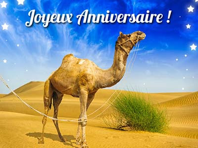 Web Site Dromadaire Anniversaire Deja Allena