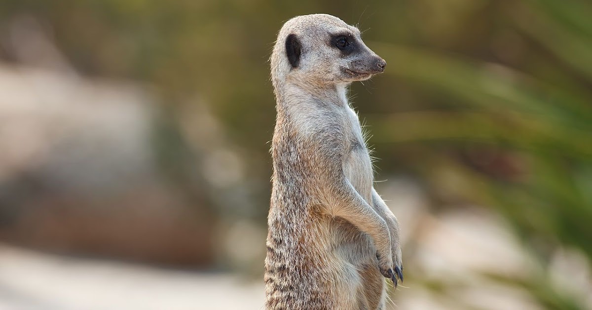 Desert Animals Information Wikipedia Animal Live