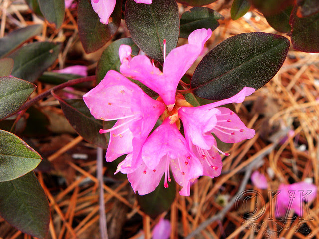 DSCN3245 PJM Rhododendron