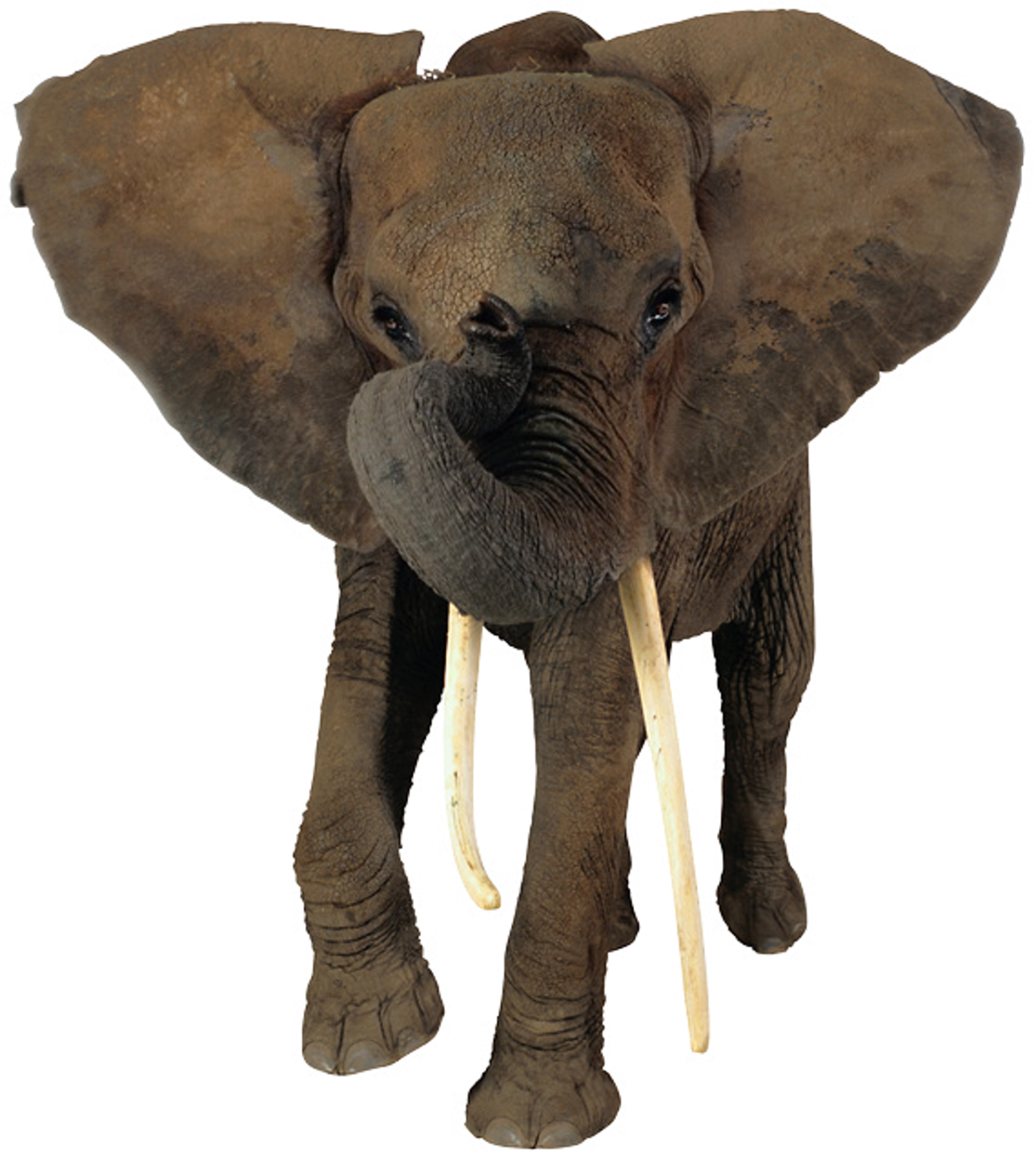 African Elephant Head Png #43230 - Free Icons and PNG ...