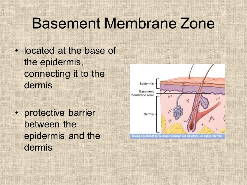 21 Luxury Glomerular Basement Membrane Structure - basement tips