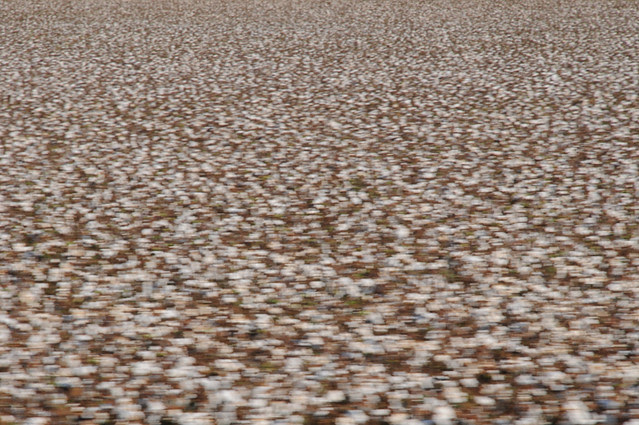 cotton_9443 web