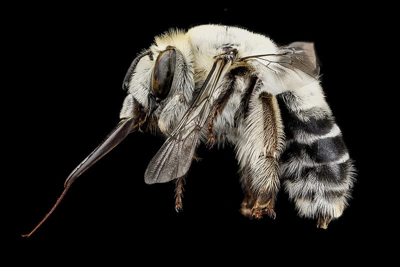 Macro Bee Portraits by Sam Droege and the USGS Bee Inventory and Monitoring Lab Macro Bee Portraits by Sam Droege and the USGS Bee Inventory and Monitoring Lab macro insects bees