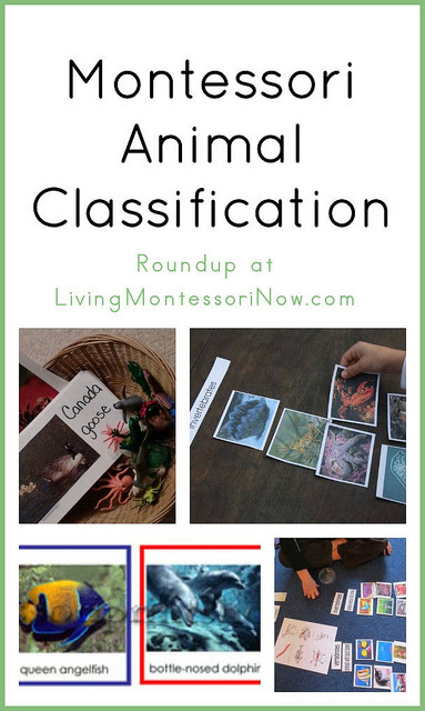 Montessori Animal Classification