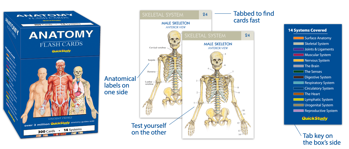 clarissa055-anatomy-flashcards-for-medical-students