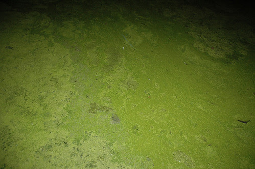 algee web.jpg